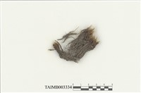 藏品(曲尾苔科)的圖片